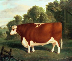 Ox, ca 1850